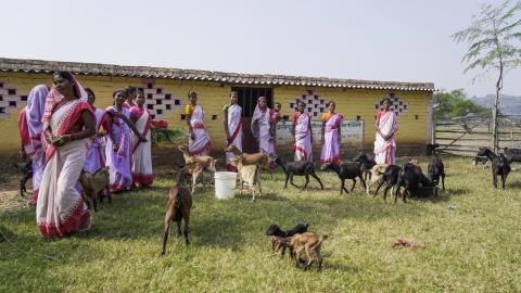 Goat Farming